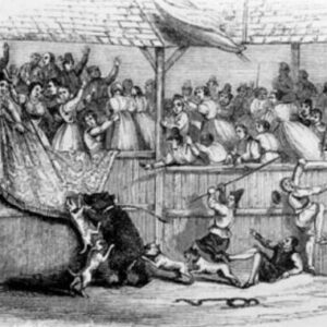 Congleton:  Bear Baiting to Bear Mania
